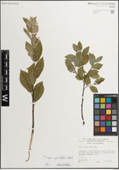 Foto von Salix myrsinifolia Salisb.